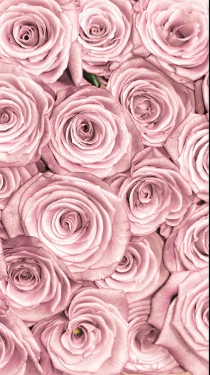 A Delicate Pink Rose, Made Up Of Pulsing Layers Of Petal Around A Vibrant Yellow Centre. Wallpaper