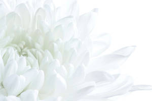 A Delicate White Petaled Flower Wallpaper