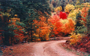 A Dirt Road In The Forest Wallpaper