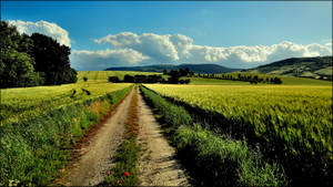 A Dirt Road Leading To A Field Of Wheat Wallpaper