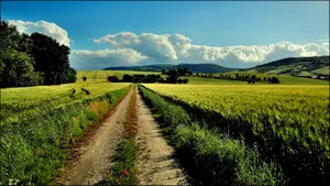 A Dirt Road Leading To A Field Of Wheat Wallpaper