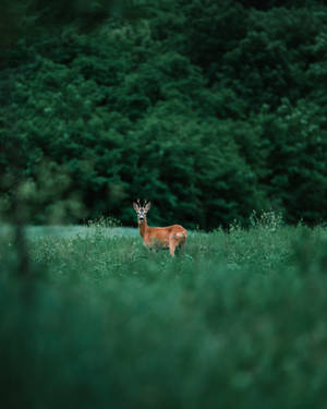 A Doe In Her Natural Habitat Wallpaper