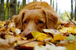 A Dog Enjoys The Crisp Autumn Air. Wallpaper