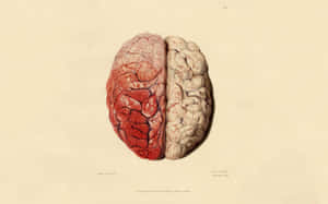 A Drawing Of A Human Brain With Red Blood Wallpaper