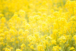 A Dreamy, Pastoral Scene Of A Yellow Flower Field Wallpaper