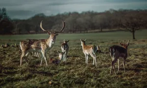 A Family Of Deer Grazing In A Grassland Wallpaper