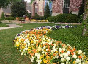 A Field Of Blooming Pansy Flowers Wallpaper