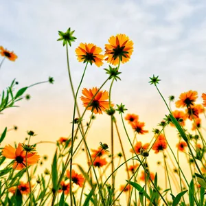 A Field Of Flowers Wallpaper