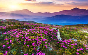 A Field Of Magenta Flowers Blooming In The Summertime Wallpaper