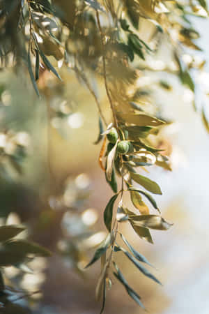 A Field Of Olive Trees Gleaming In The Mediterranean Sun Wallpaper