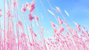 A Field Of Pink Grass Wallpaper