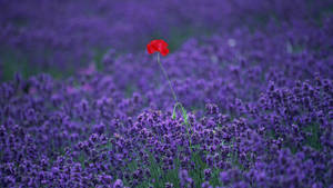 A Field Of Red Flowers In A Lavender Field Wallpaper