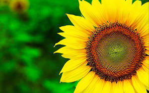 A Field Of Vibrant Yellow Sunflowers In Full Bloom Wallpaper