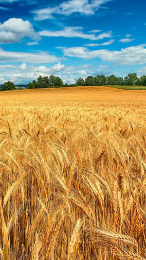 A Field Of Wheat Wallpaper