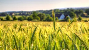 A Field Of Wheat With A House In The Background Wallpaper