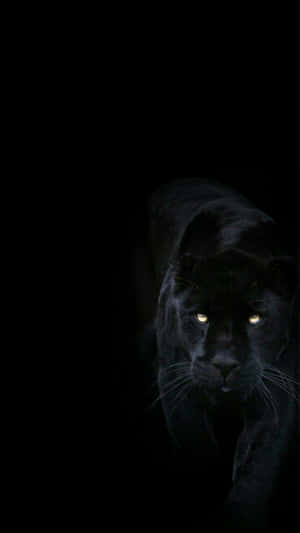 A Fierce Black Jaguar Stalks Her Prey Wallpaper