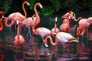 A Flock Of Flamingoes Bask In The Sunlight Of A Tropical Environment Wallpaper