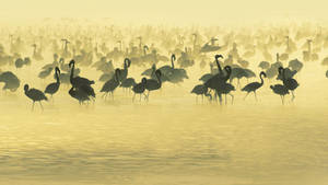 A Flock Of Flamingos Taking A Dip Wallpaper