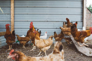 A Flock Of Various Chicken Breeds On A Lively Farm Wallpaper