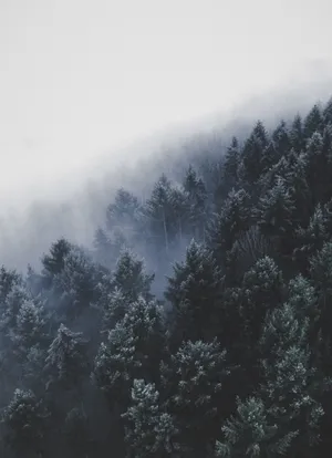 A Foggy Forest With Trees Covered In Fog Wallpaper