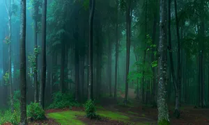 A Forest With A Path And Trees Wallpaper