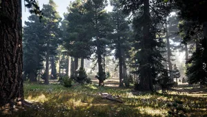 A Forest With Trees And Grass Wallpaper