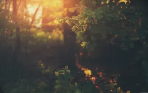 A Forest With Trees And Leaves In The Background Wallpaper