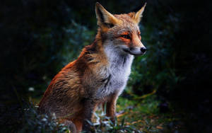 A Fox Sits In A Meadow On A Beautiful Summer Day. Wallpaper