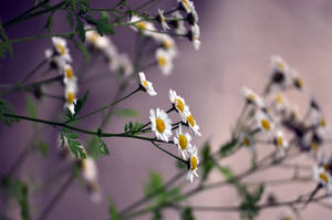 A Freshly Blooming Small White Daisy Flower Wallpaper