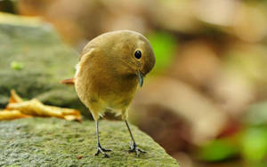 A Friendly Brown Bird Wallpaper