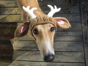 A Friendly Reindeer Dog With Its Distinct Features Wallpaper