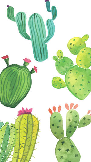 A Fun And Colorful Cactus Wallpaper