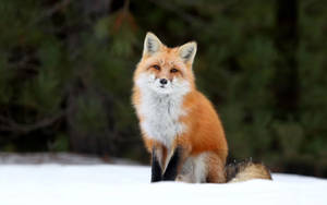 A Furry Red Fox Gazing Into The Distance Wallpaper