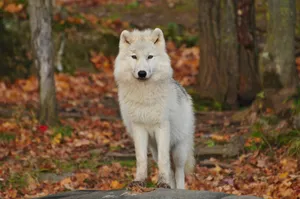 A Giant White Wolf Exploring The Wilderness Wallpaper