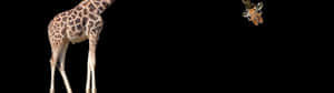 A Giraffe Is Standing In Front Of A Black Background Wallpaper