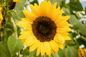 A Gorgeous Combination Of Sunflowers And Roses. Wallpaper