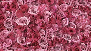 A Gorgeous Red Rose, Symbolizing Unconditional Love And Beauty Wallpaper