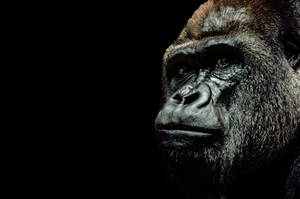 A Gorilla Sitting In Nature Desktop Wallpaper Wallpaper