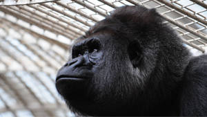 A Gorilla Sitting On A Desktop Wallpaper