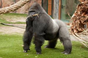 A Gorilla Surveys The Desktop At His Local Library Wallpaper