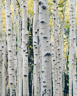 A Graceful Stand Of Birch Trees In A Forest Wallpaper