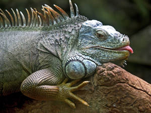 A Green Iguana Sunbathing In A Tropical Jungle Setting Wallpaper