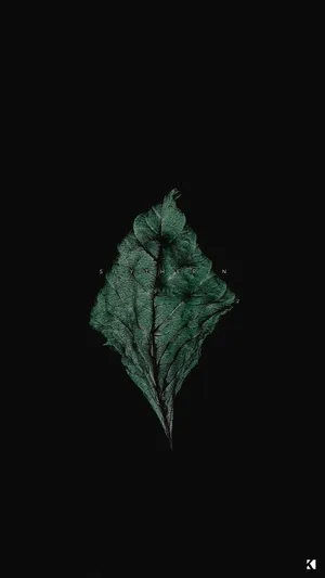 A Green Leaf On A Black Background Wallpaper
