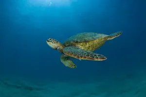 A Green Sea Turtle Swimming In The Ocean Wallpaper
