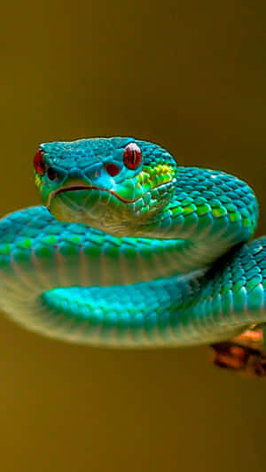 A Green Snake With Red Eyes Is Sitting On A Branch Wallpaper