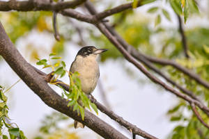 A Grey Bird Perched On A Tree Branch Wallpaper