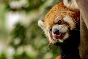 A Gritty Snapshot Of A Panda Exploring Its Green Natural Habitat Wallpaper