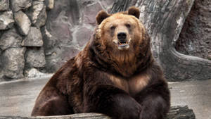 A Grizzly Bear Taking Refuge Near A Concrete Wall Wallpaper