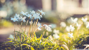 A Group Of Blue Flowers In The Grass Wallpaper