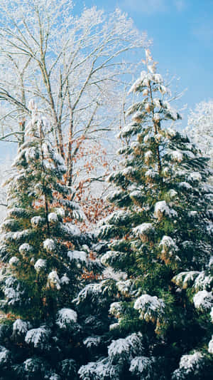 A Group Of Trees Covered In Snow Wallpaper